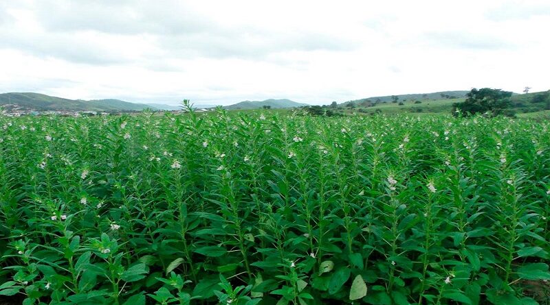 Gergelim ganha espaço e se consolida como segunda opção de safra em Mato Grosso