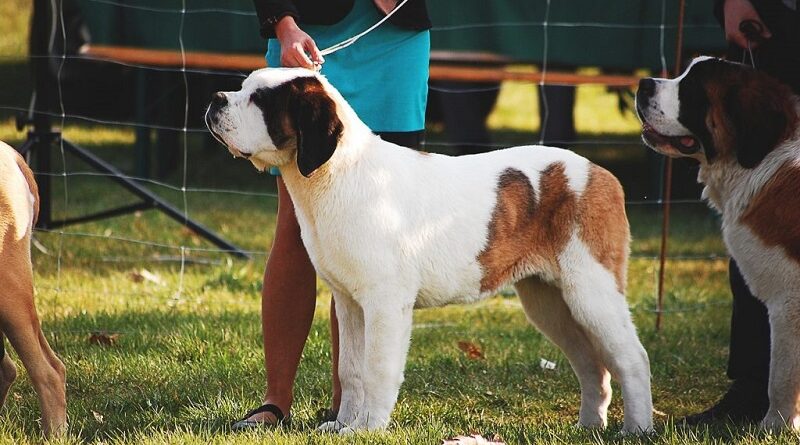 Ataques de cães: como agir ao se deparar com animal solto na rua