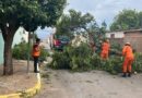 Defesa Civil Estadual orienta população sobre cuidados com árvores no período de chuvas intensas