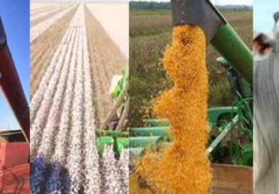 Agropecuária gera mais de 10 mil empregos. Mato Grosso é destaque