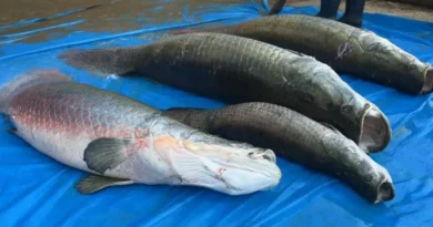 Ibama declara pirarucu espécie invasora e libera pesca sem limite de cota