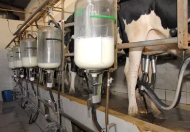 Alta do leite expõe fragilidade estrutural do setor