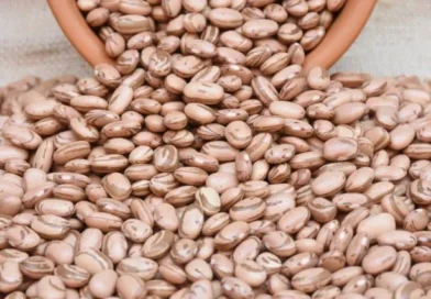 Após alta no primeiro trimestre, preço do feijão cai em abril