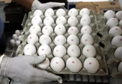 Excesso de oferta mantém pressão sobre preços dos ovos