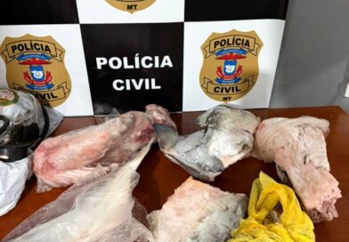 Homem é preso em blitz ao ser flagrado transportando rabos de jacaré e pescados em Canarana