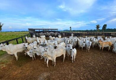 Campanha de atualização de estoque de rebanhos começou na sexta-feira (1º) em MT