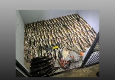 Operação da Polícia Civil e Sema apreende 200 kg de pescado irregular em fazenda em Luciara; duas pessoas são presas