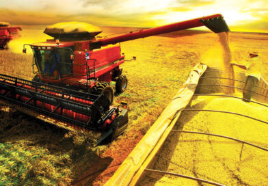 Mais de um terço da produção brasileira está garantida em Mato Grosso
