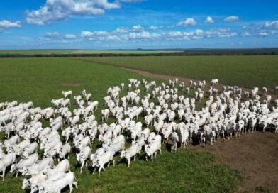 Pecuaristas de MT investem em manejo e genética e aumentam produtividade