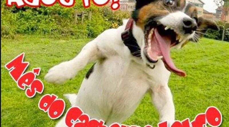 Por que agosto é o mês do ‘cachorro louco’? Entenda a origem da fama