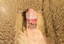 Mato Grosso lidera produção de grãos no Brasil e concentra 59,7% do gergelim nacional